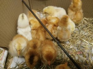 IMG_20170324_122620.redimensionada