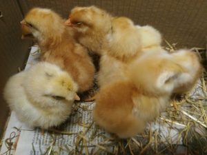 IMG_20170324_123316.redimensionada