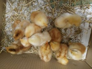 IMG_20170324_123440.redimensionada