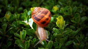 Cargols-de-Tardor-a19319096