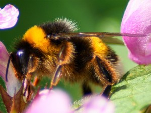 bumble_bee_on_flower