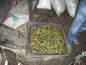 imgp7182