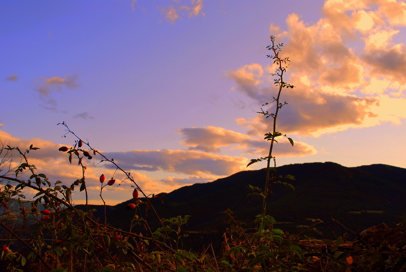 dsc_0537.JPG