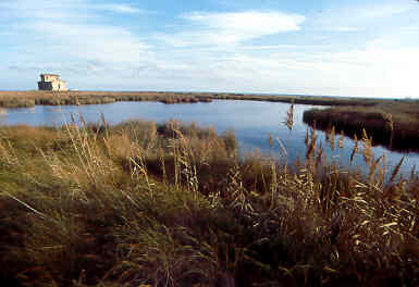 Delta del Llobregat