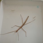 insectes1