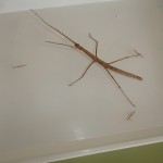 insectes2
