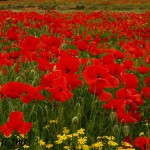 2526010480_a1a5dfdd2d1