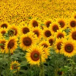 girasoles1
