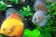 peixos2
