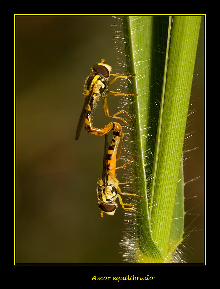 amor-equilibrado.jpg