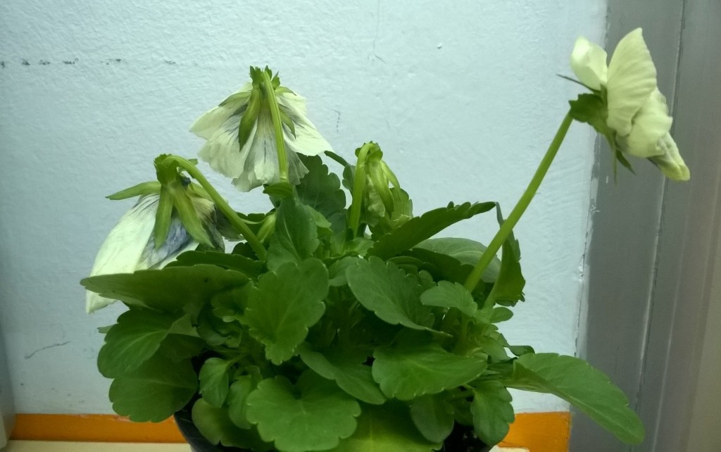 planta amb pru llum al cap d'una setmana