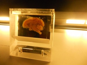 cervell 2