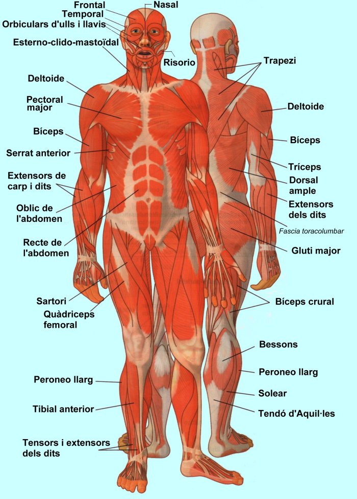 musculs1