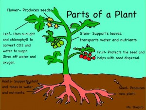 Parts-of-Plant