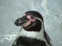 pingü? humboldt