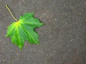3781275-shining-feuille-verte-tomb-sur-une-all-e-de-gravier