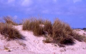 Espai Natural Protegit de la Platja de Torredembarra i Creixell