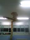 arbre-de-classe.JPG
