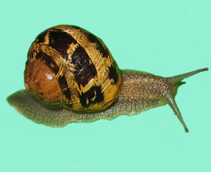 cargol