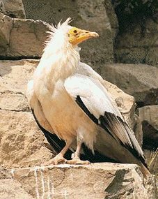 aufrany-neophron-percnopterus