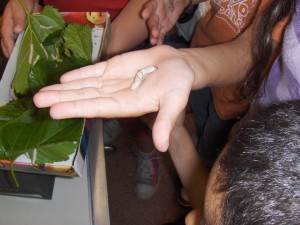 cucs de seda 4