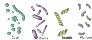 bacterisformes