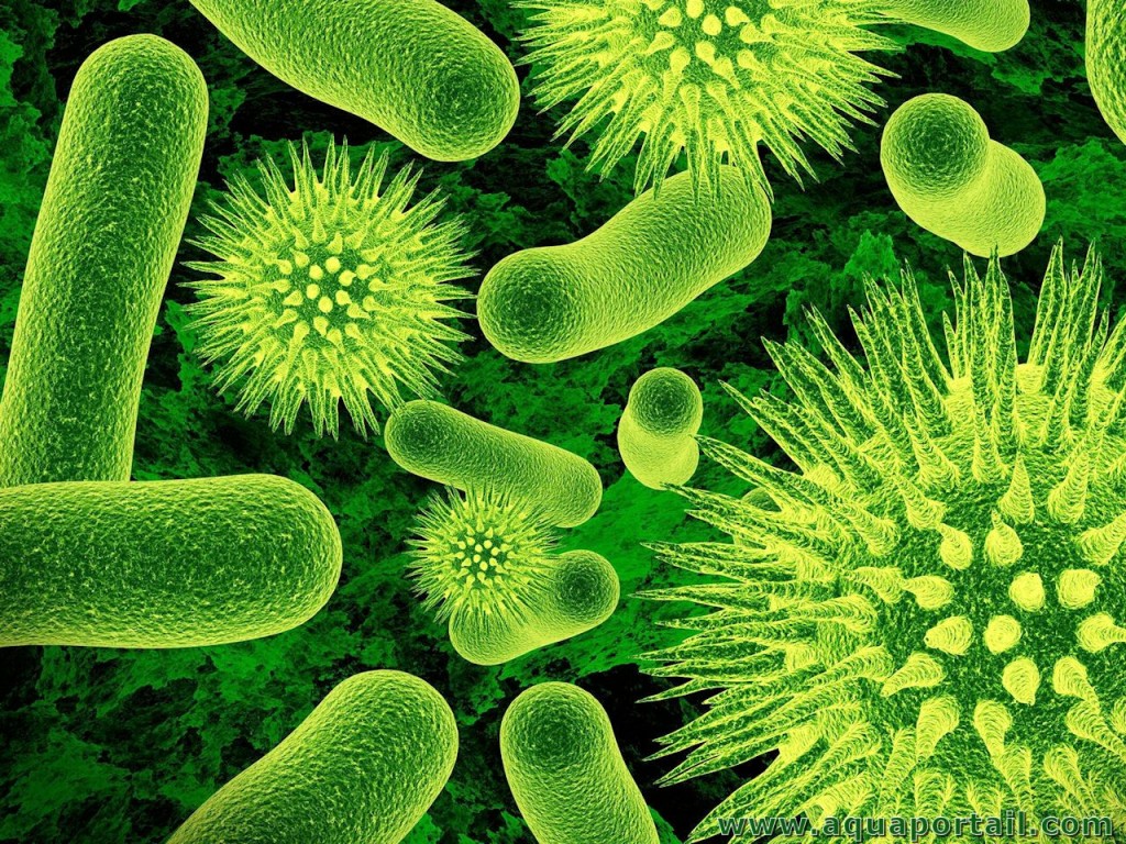 bacteria-bacteries-virus