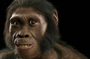 australopithecus