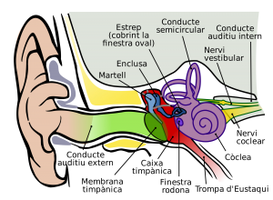 2000px-Anatomy_of_the_Human_Ear_1_CAT.svg