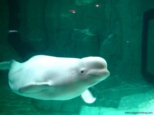 ballena-beluga-oceanografico-valencia1