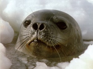 foca4