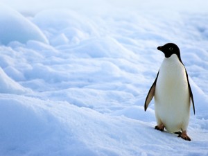 pinguino