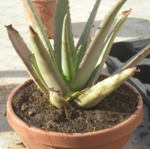 cactus