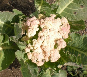 coliflor
