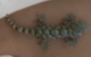 dragonet