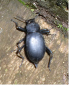 escarbat 