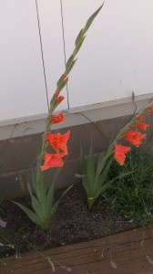 gladiol