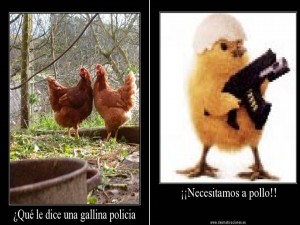 gallina
