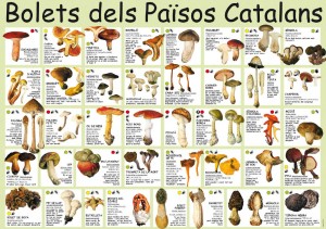 boletscatalunya1