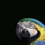 images