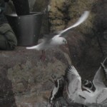cuidadoraus-5