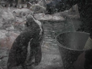 filmant-al-zoo