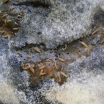 les-larves-a-la-carbassa-small1