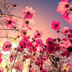 tumblr_l6cfxkzRVF1qazq41o1_500_large