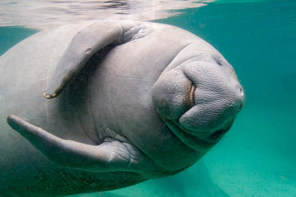 681684-manati-1080x720.jpg.imgw.1280.1280
