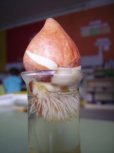 experiment-del-bulb