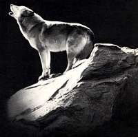 el_hombre_lobo1