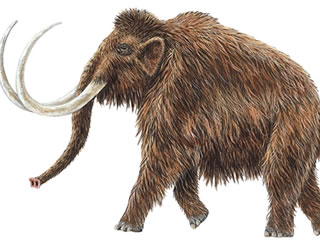 mamut