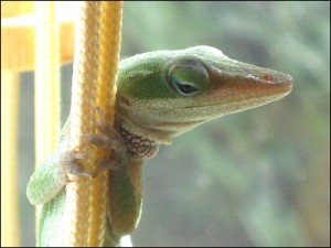 anole