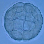 blastula